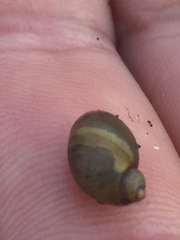 Novisuccinea strigata