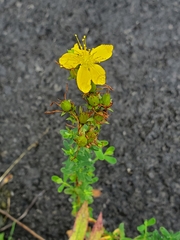 Hypericum ellipticum