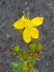 Hypericum ellipticum