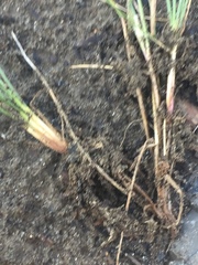 Festuca richardsonii