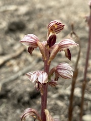 Corallorhiza striata vreelandii
