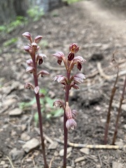 Corallorhiza striata vreelandii