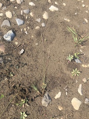 Festuca richardsonii