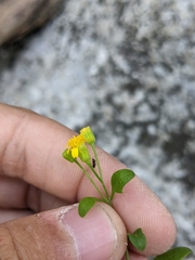 Perityle lindheimeri