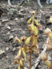 Corallorhiza striata vreelandii