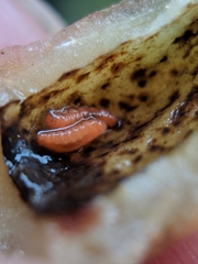 Contarinia virginianiae