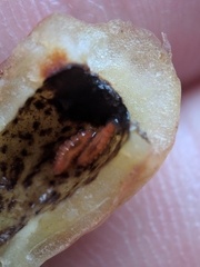 Contarinia virginianiae