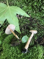 Laccaria laccata pallidifolia