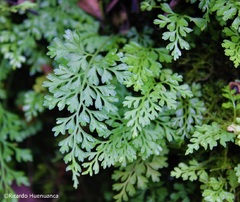 Asplenium dareoides