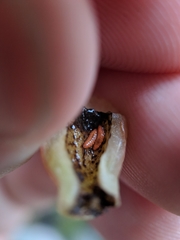 Contarinia virginianiae