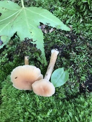 Laccaria laccata pallidifolia