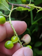 Contarinia virginianiae