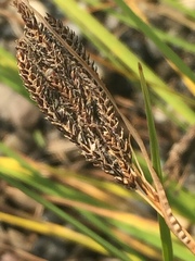 Carex eleusinoides
