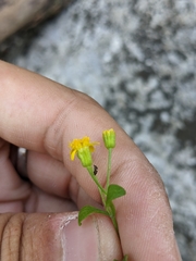 Perityle lindheimeri