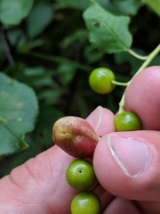 Contarinia virginianiae