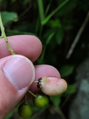 Contarinia virginianiae