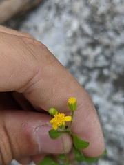 Perityle lindheimeri