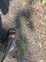 Carex petasata