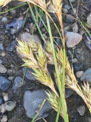Carex petasata