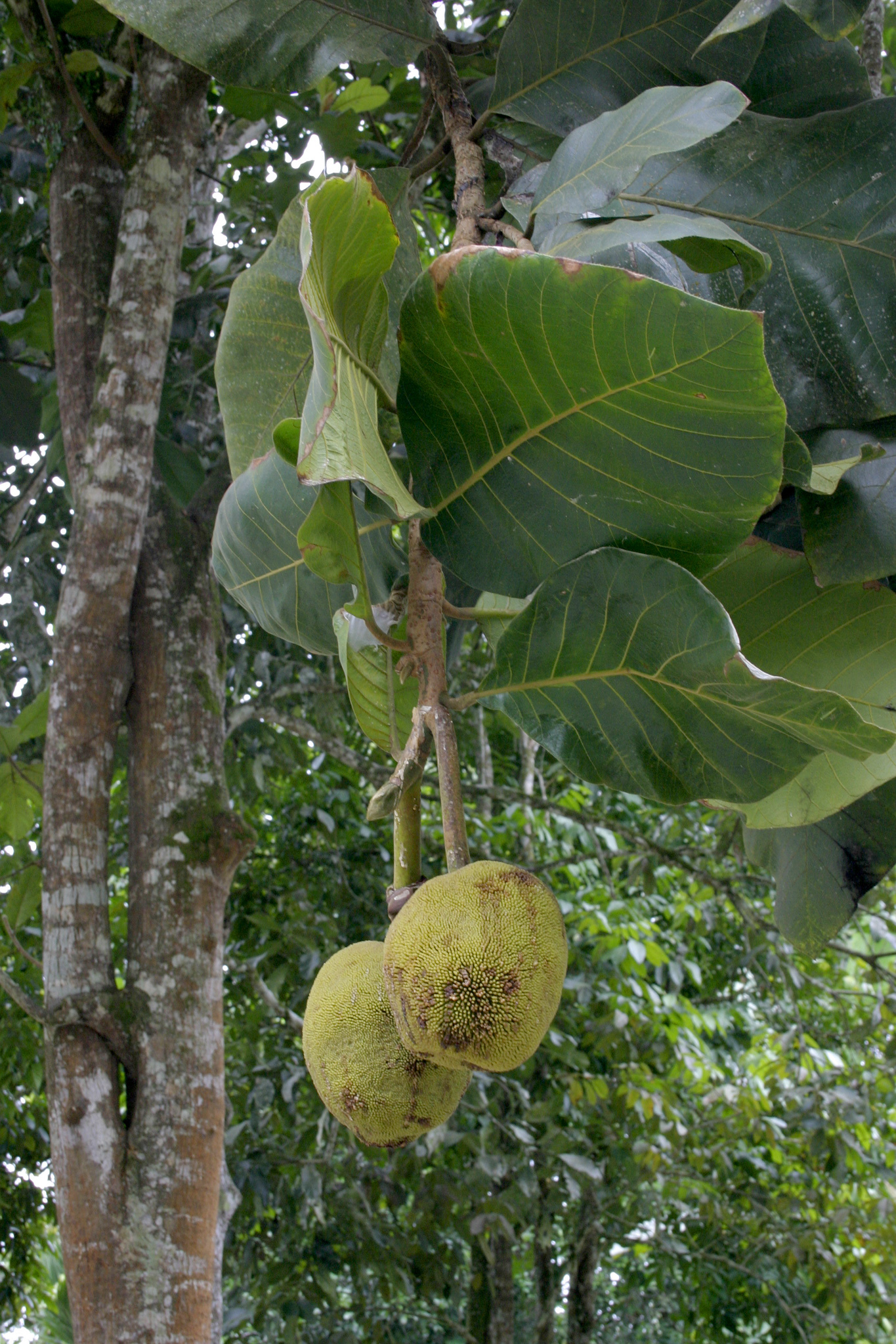 Artocarpus odoratissimus
