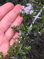 Ceanothus cuneatus ramulosus
