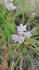 Allium drummondii