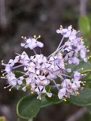 Ceanothus cuneatus ramulosus