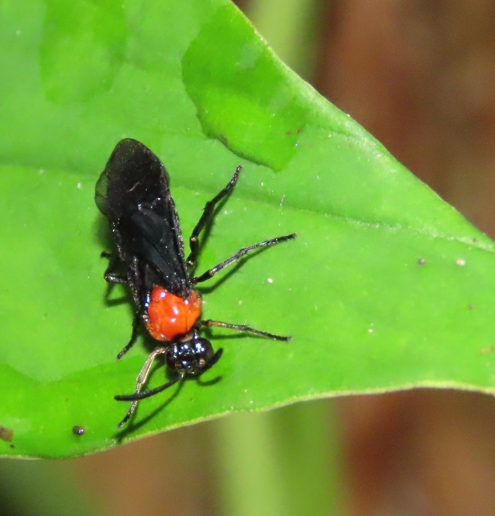 Mallow Sawfly