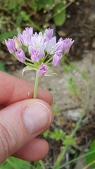 Allium drummondii