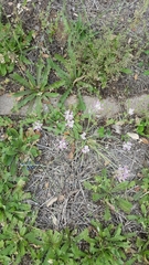 Allium drummondii