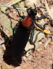 Ospriocerus