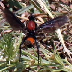 Ospriocerus
