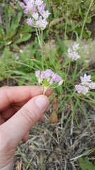 Allium drummondii