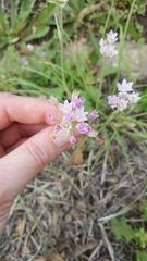 Allium drummondii