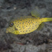 Yellow Boxfish - Photo (c) David Harasti, some rights reserved (CC BY-NC), uploaded by David Harasti