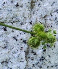 Sanicula canadensis