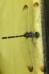 Dythemis sterilis