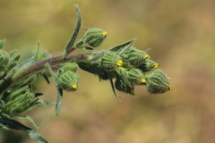 Madia sativa