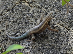 Sceloporus licki