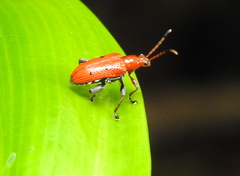Lema quadripunctata