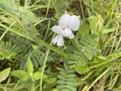 Tephrosia onobrychoides