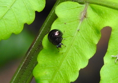 Celyphidae