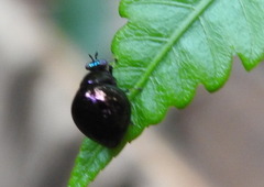 Celyphidae