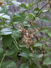 Perityle lindheimeri