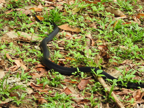Naja sumatrana