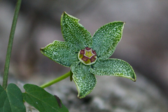 Gonolobus incerianus