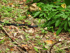 Naja sumatrana