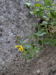 Perityle lindheimeri