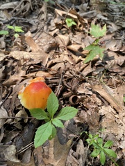Amanita parcivolvata