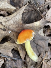 Amanita parcivolvata